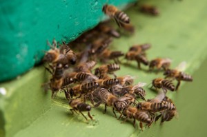 Die Bienen laufen in die Beute ein. Der Weg wird Ihnen durch "sterzelde" Bienen gezeigt.