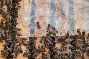 Füttern mit Ziplock-Beutel. Die Bienen sind auf dem Weg zum Futter.