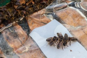 Ein paar Bienen haben ein Futterloch gefunden