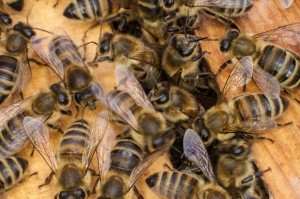 Bienen in Großaufnahme