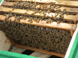 Mit Bienen voll besetzte Brutwaben