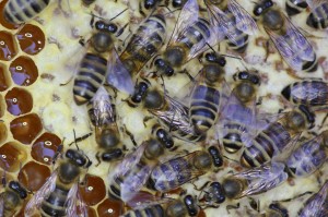 Bienen auf einer Futterwabe - Foto: A. Stein