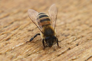 Eine Biene wärmt sich in der Mittagssonne