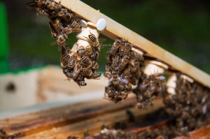 Zuchtlatte mit Weiselzellen und Pflegebienen