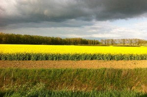 Ein Rapsfeld in voller Blüte