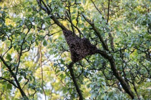 Der Schwarm hängt im Baum