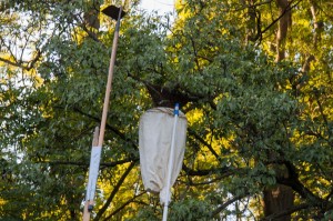 Der Schwarmfangbeutel unter der Bienen