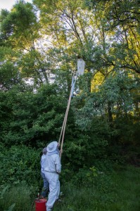 Schwarmfangen fünf Meter hoch im Baum