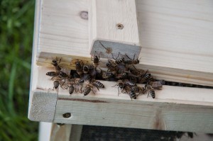 sterzelnde Bienen