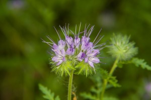 Eine wunderschöne Blüte der Phacelia