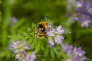 Auch Hummeln werden von der Bienenweide angezogen