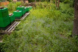 Die Bienenweide blüht in voller Pracht