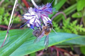 Eine fleißige Biene an einer Blüte der Phacelia.