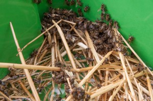 Die Bienen nehmen den Futtersirup gut an.