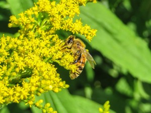 Eine Biene sammelt Nektar in der Goldrute.