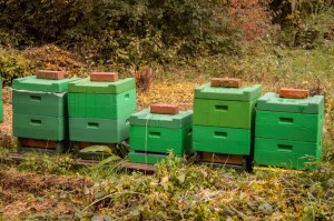 Winterfertige Beuten im Oktober