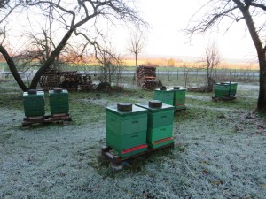 Winterlicher Bienenstand. Frost -5°C