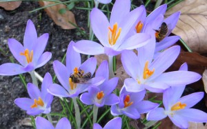 Bienen sammeln Pollen in Krokussen