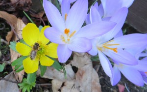 Die ersten Frühjahrsboten: Winterling und Krokusse