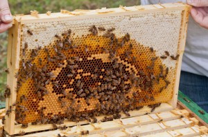 Eine Brutwabe mit einem dicken Futterkranz, darunter Pollen und Brut. 