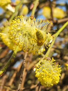 Weidenblüte mit einer gelb gepuderten Biene.