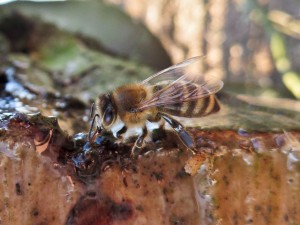 Eine Biene sammelt Wasser.