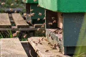 Starker Bienenflug am Flugloch