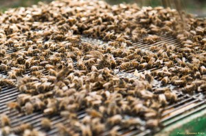 Viele Bienen auf dem Absperrgitter