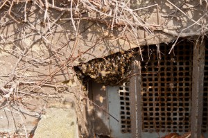 Die Bienen hängen im Kellerfenster. Auf dem Foto kann man ca. ein viertel des Schwarmes sehen.