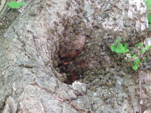 Die Bienen ziehen aus der Baumhöhle aus.