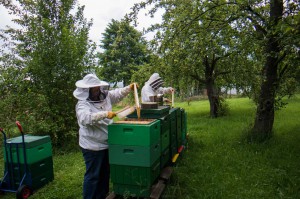 Abfegen der Honigwaben. Foto: J. Kurth