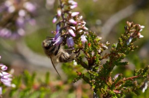 Eine Sammelbiene in der Heide