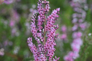 Heide in voller Blüte