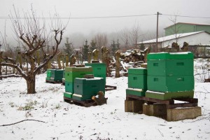 Schnee auf unserem Bienenstand. 