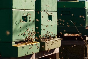 Unsere Bienen fliegen am Valentinstag 2015.