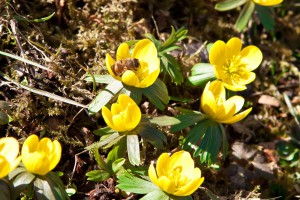 Eine Biene in den Winterlingen. 