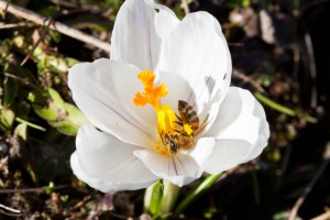 Im Krokus wird Pollen gesammelt.