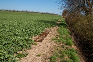 Unser Bienenstand ist am Rapsfeld eingerichtet.