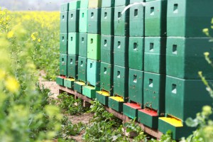 Unser Bienenstand im Rapsfeld.