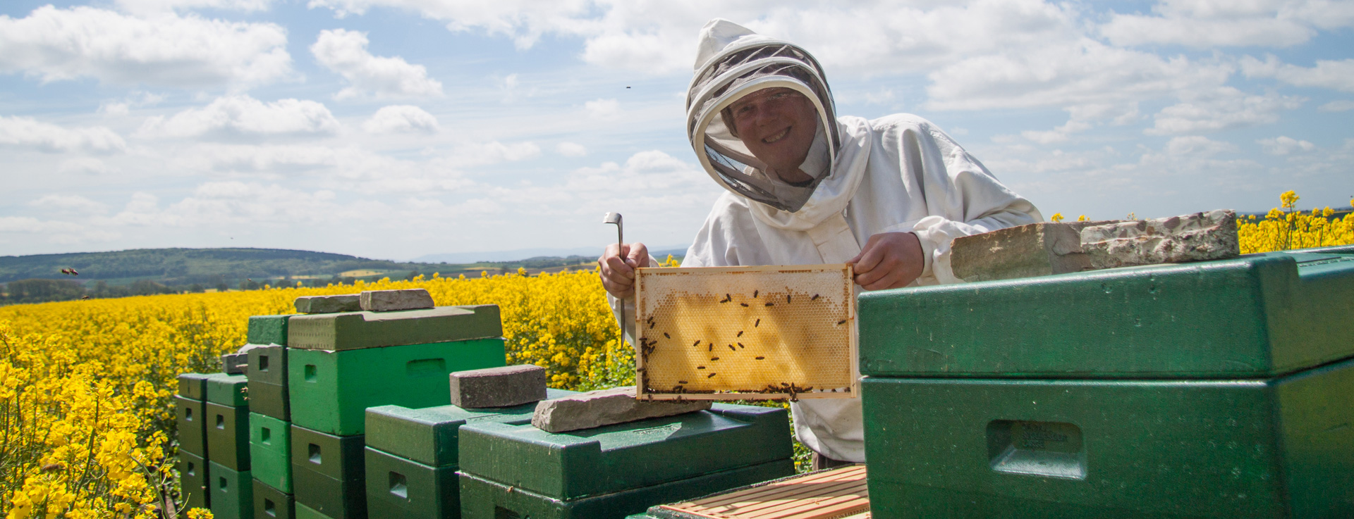 Unsere Bienen im Raps