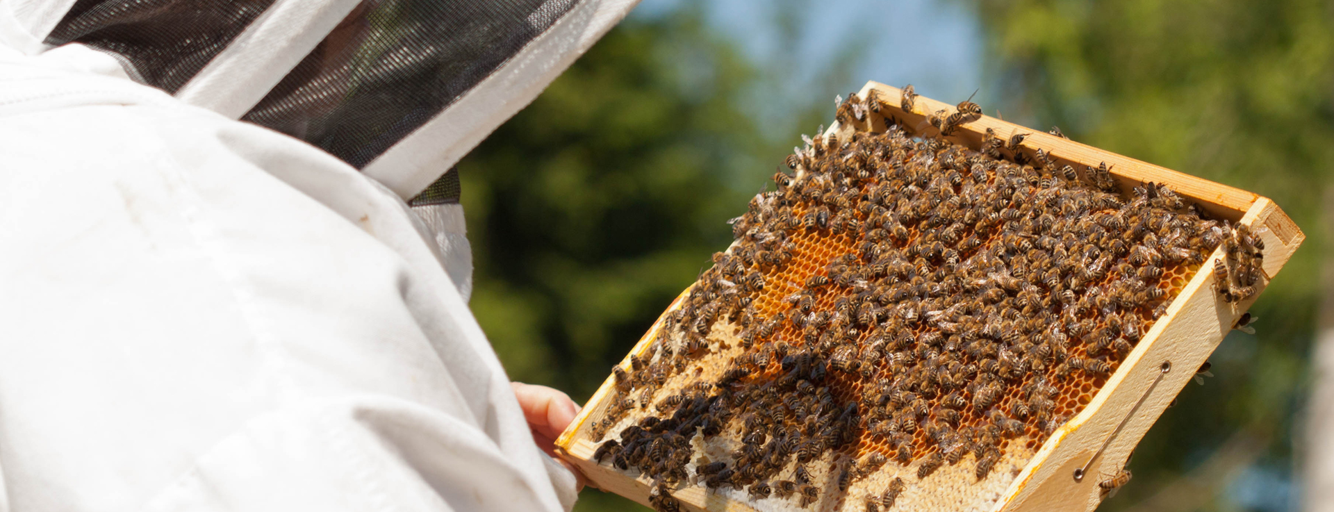 Durchsicht unserer Bienenvölker