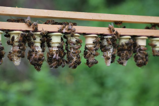 Zuchtrahmen mit verdeckleten Königinnenzellen